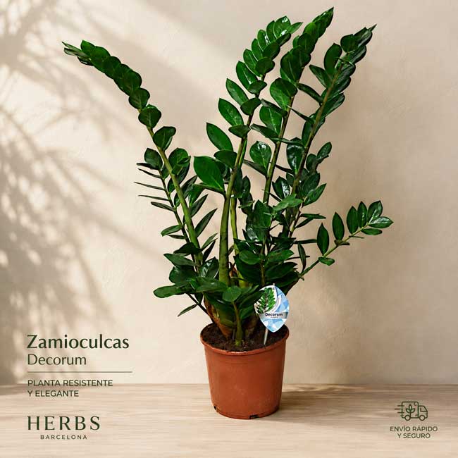 Planta Zamioculcas 2 comprar zamioculcas online
