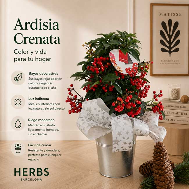 Planta Ardisia 1 Comprar planta de navidad Ardisia
