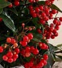 Planta Ardisia 2 Ardisia crenata