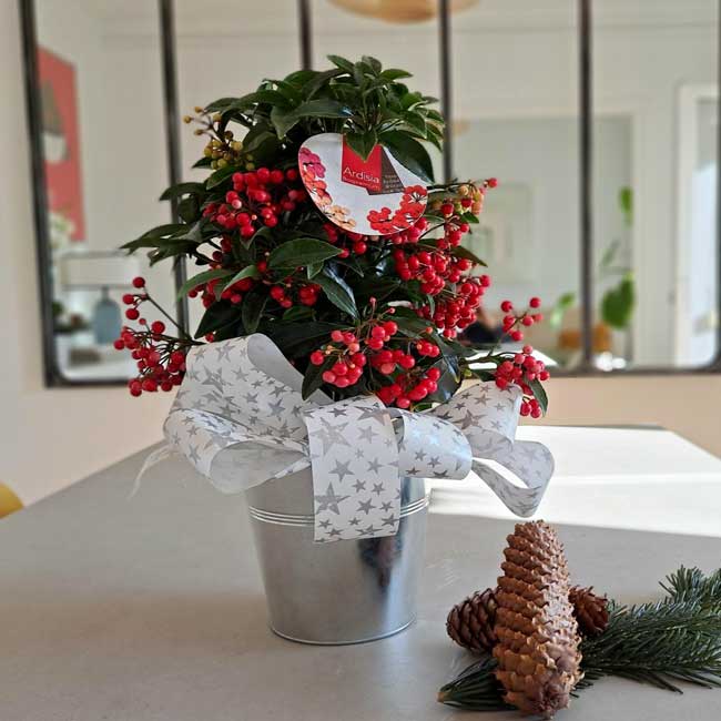Planta Ardisia 3 ardisia planta navidad