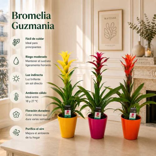 planta de interior bromelia