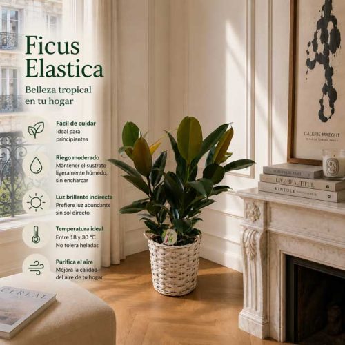Planta ficus elastica