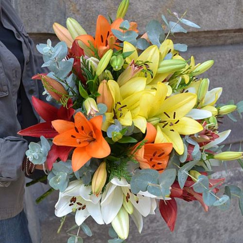 liliums-coloridos