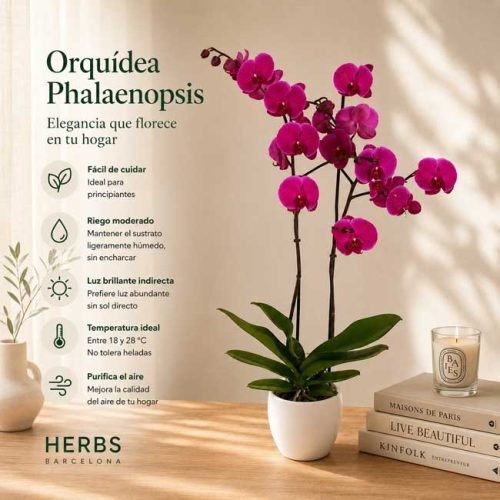 Planta Orquidea lila