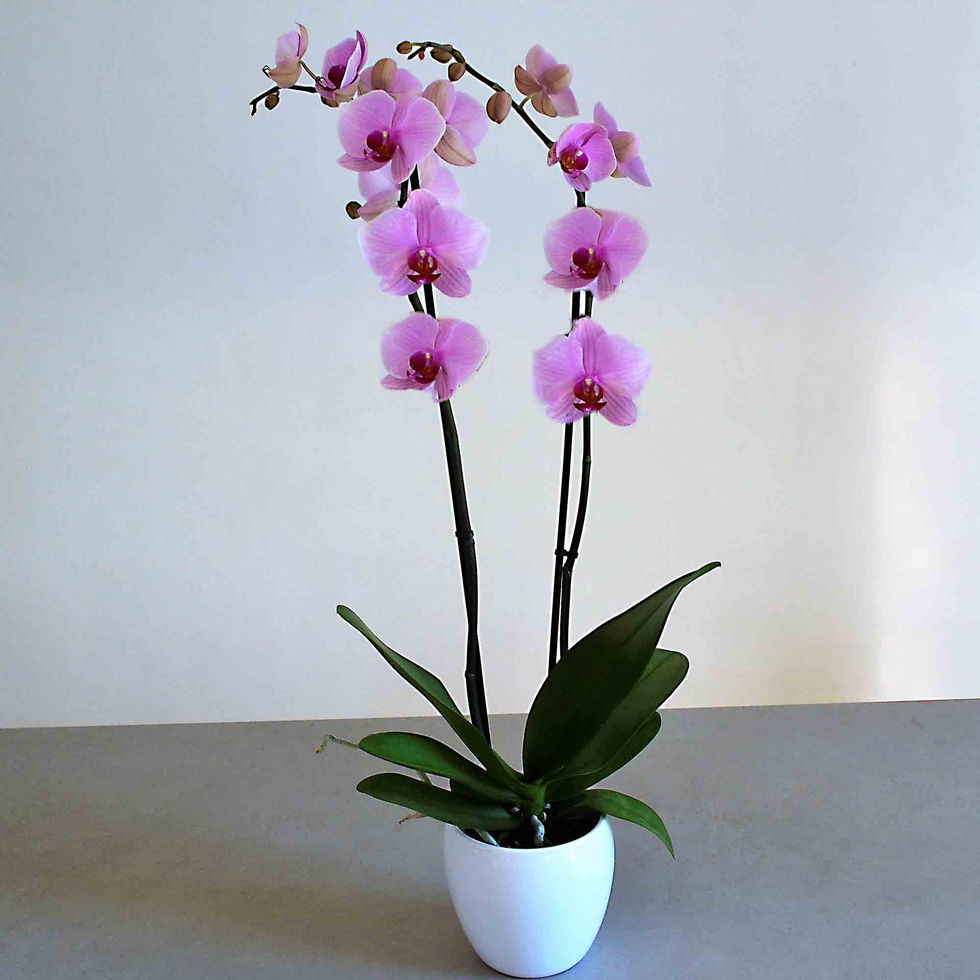 Orquidea Rosa 2 Planta orquidea rosa