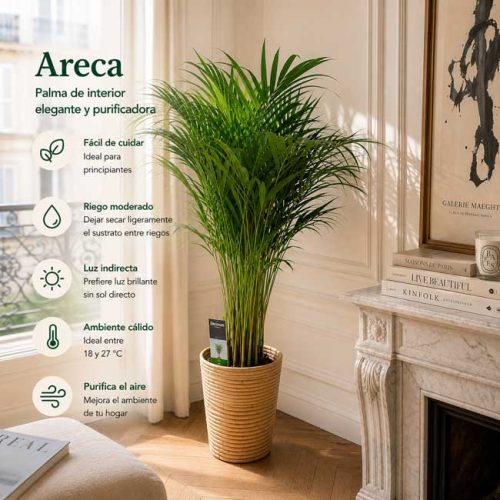 Planta palmera de interior Areca