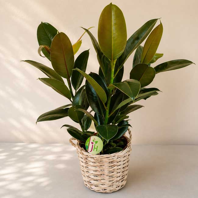 Planta Ficus Elastica 2 plantas de ficus elastica online