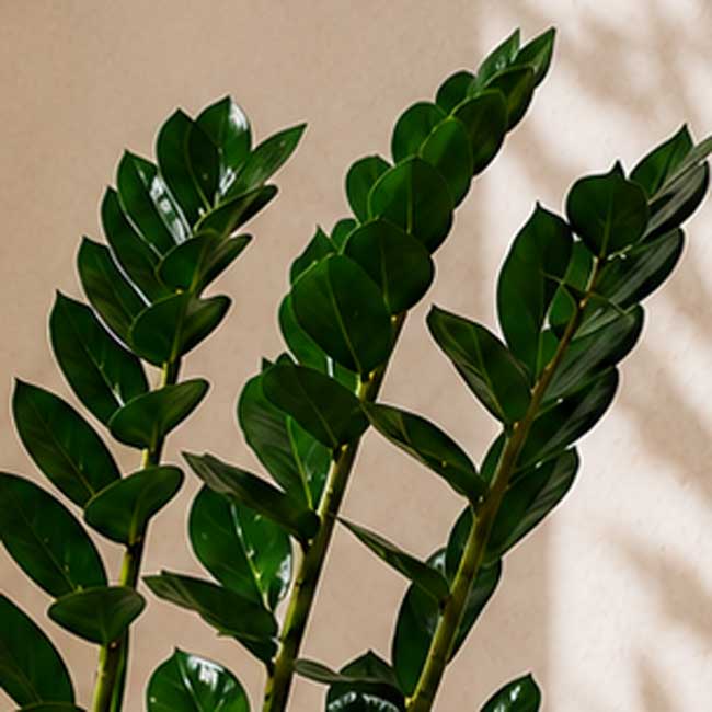 Planta Zamioculcas 3 Planta Zamioculcas - Imagen 3