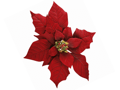 consejos-poinsettia consejos-poinsettia