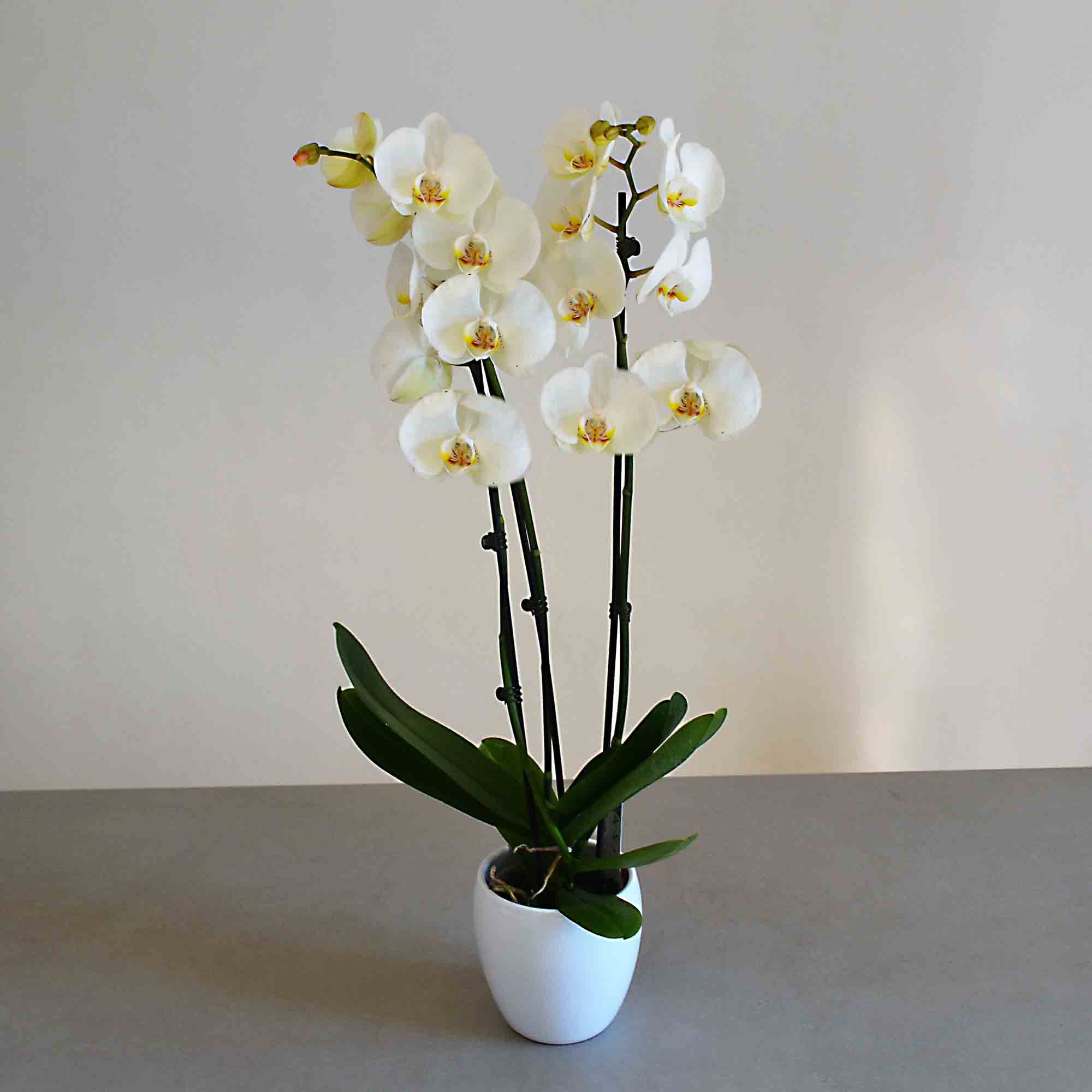 Orquidea Blanca 3 orquideas blancas