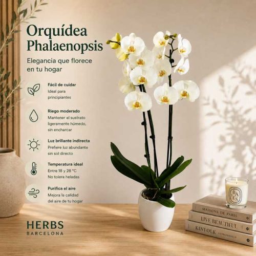 Orquidea blanca