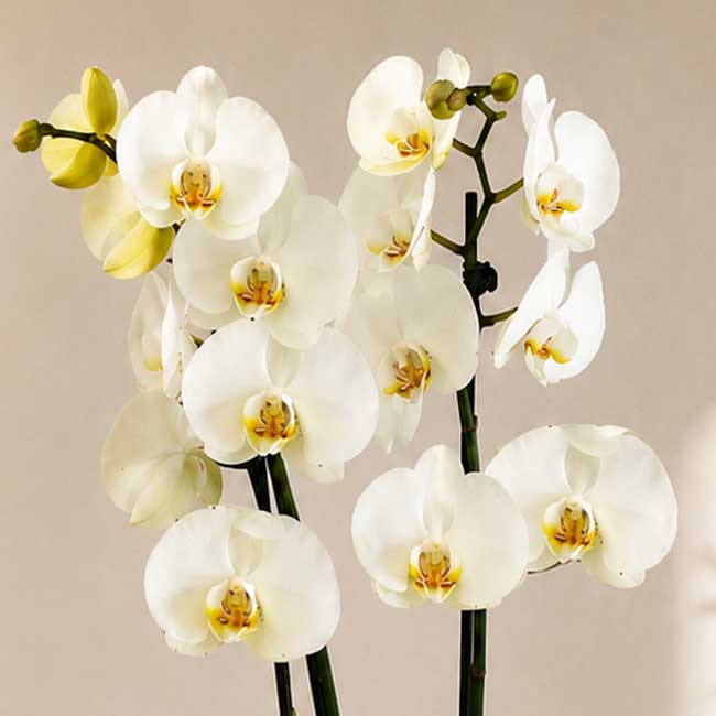 Orquidea Blanca 2 Orquidea Blanca - Imagen 2