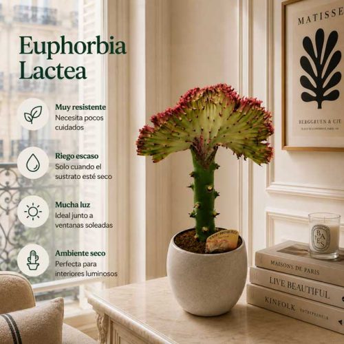 Cactus euphorbia lactea