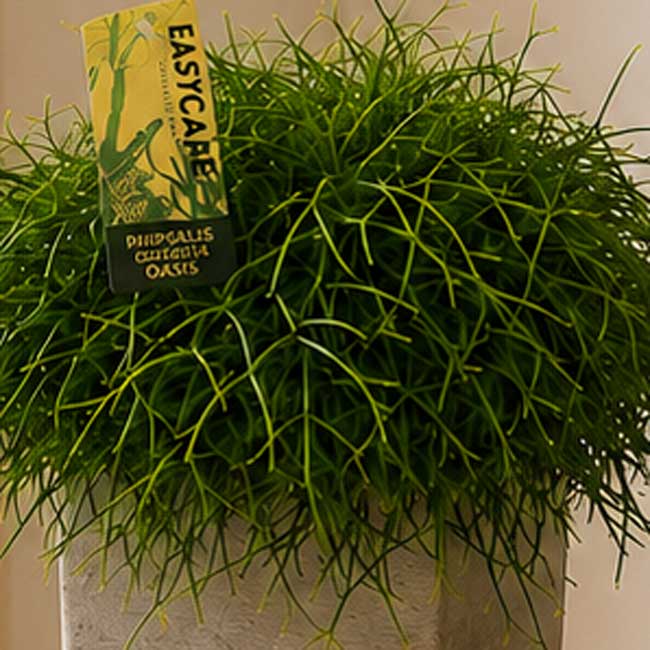 Planta Rhipsalis 3 comprar un rhipsalis