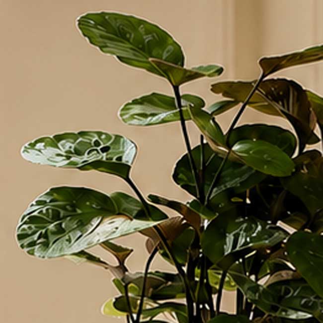 Planta Polyscia Fabian 3 Planta Polyscia Fabian