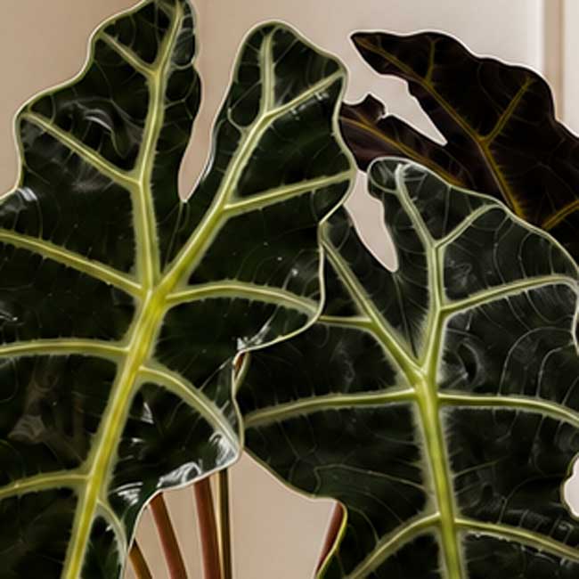 Planta Alocasia Polly 3 Planta alocasia Polly domicilio