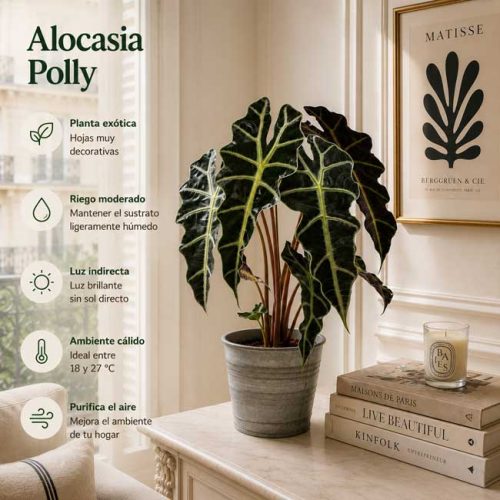 Planta de interior Alocasia Polly