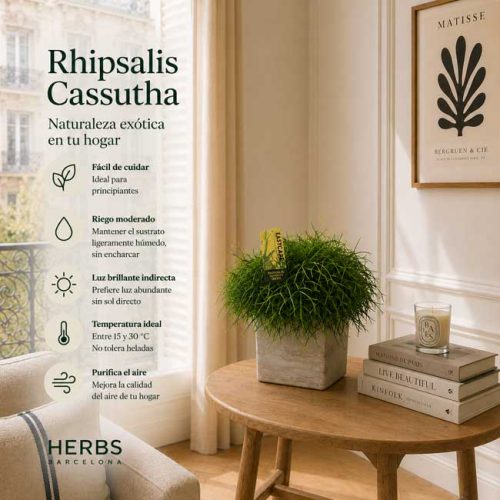 Planta rhipsalis cassutha