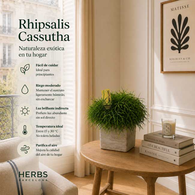 Planta Rhipsalis 1 Planta rhipsalis cassutha