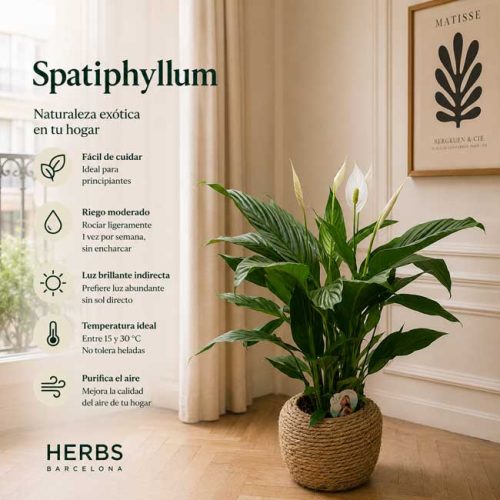 Planta con flor spathiphyllum