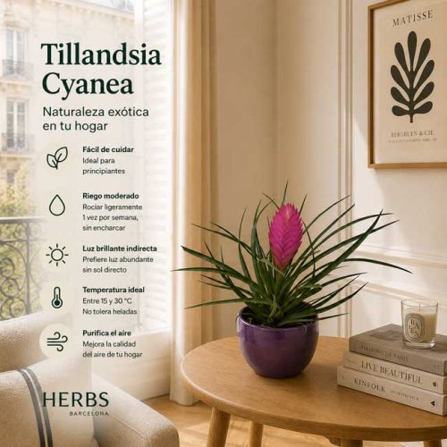 Plantas tillandsia cyanea barcelona