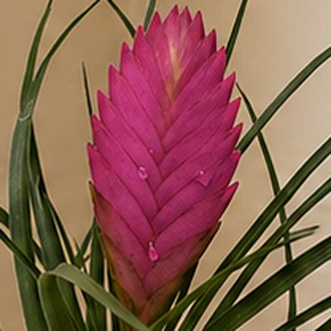 Planta de Tillandsia 3 Planta de Tillandsia - Imagen 3