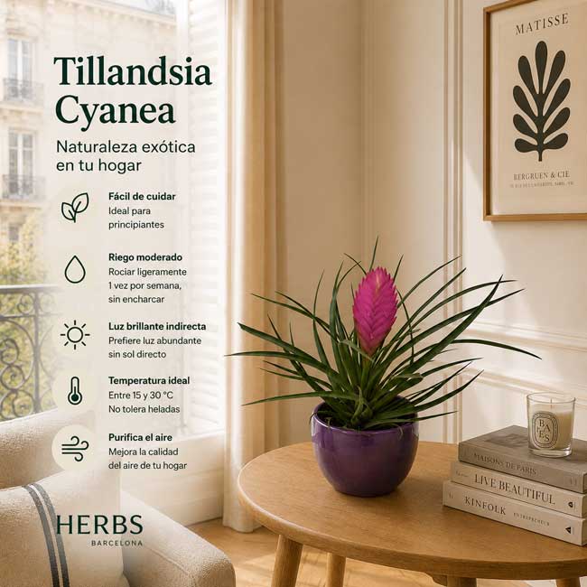 Planta de Tillandsia 1 Plantas tillandsia cyanea barcelona