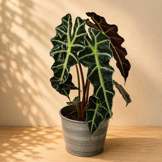 Planta Alocasia Polly 2 Planta Alocasia Polly - Imagen 2