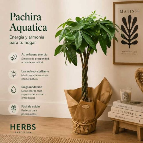 Planta pachira a domicilio