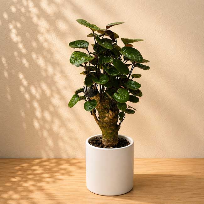 Planta Polyscia Fabian 2 Planta de interior Polyscia Fabian