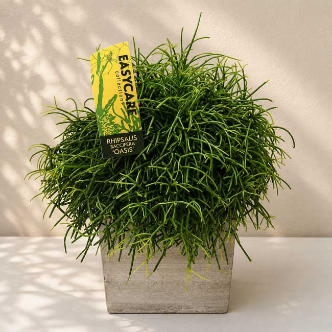 Planta Rhipsalis 2 Planta de rhipsalis cassutha en barcelona