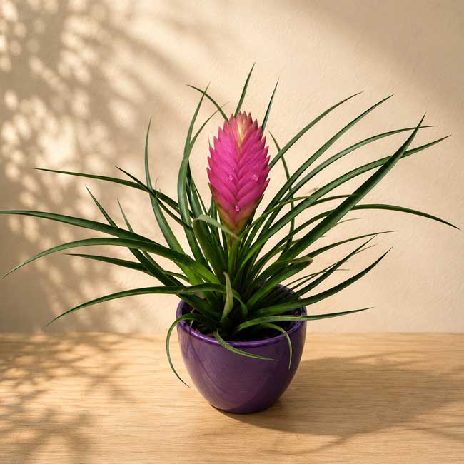 Planta de Tillandsia 2 Comprar una tillandsia