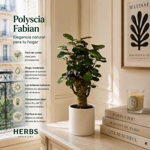 Polyscia fabian por internet