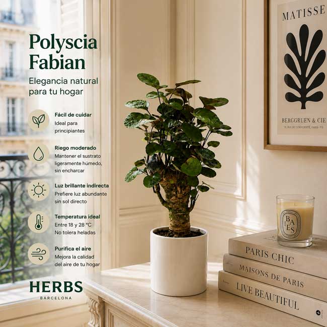 Planta Polyscia Fabian 1 Polyscia fabian por internet