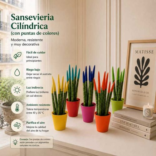 Planta sansevieria con puntas de color