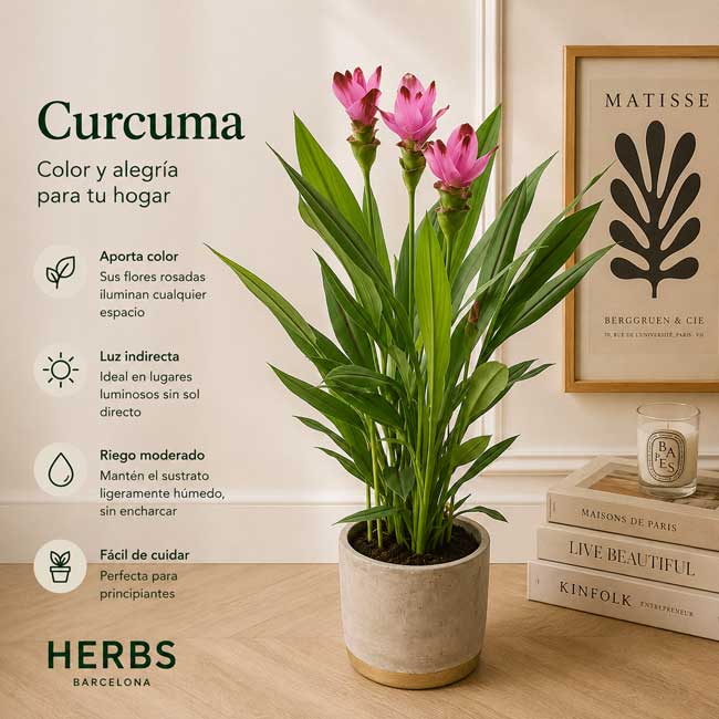 Planta de Cúrcuma 1 Planta de curcuma con maceta