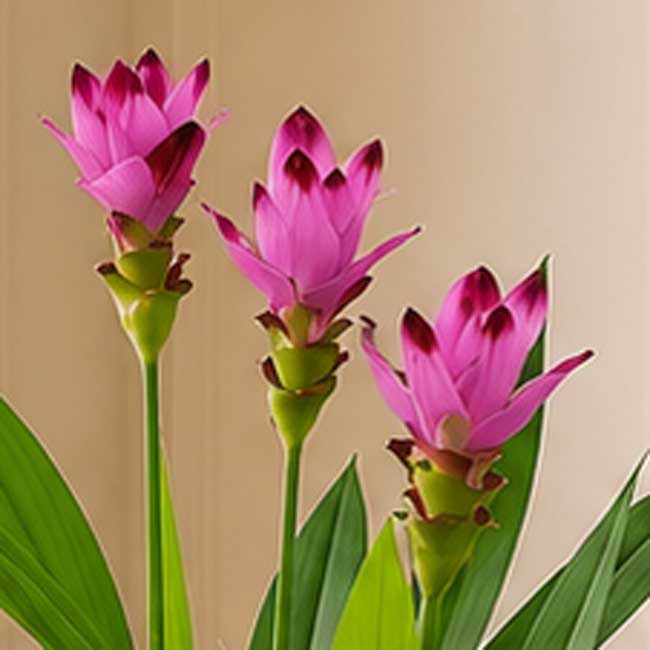 Planta de Cúrcuma 3 Plantas de curcuma online