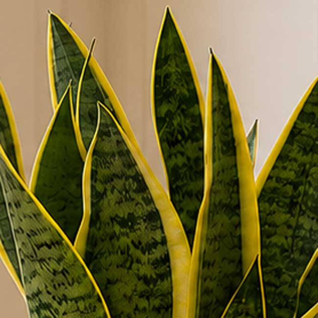 Planta Sansevieria Laurentii 3 Planta Sansevieria Laurentii - Imagen 3