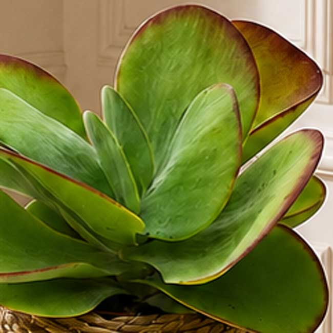 Planta Kalanchoe Thyrsiflora 3 Kalanchoe thyrsifola
