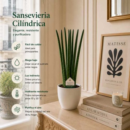 Planta de Sansevieria cylindrica