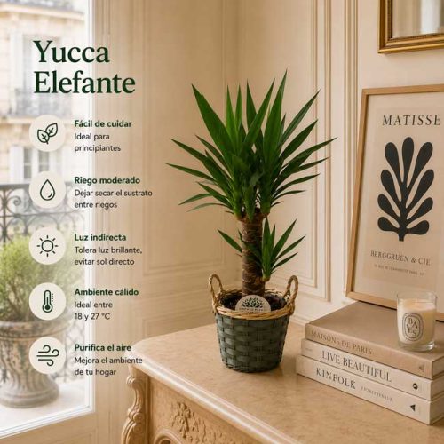 Planta de yucca a domicilio