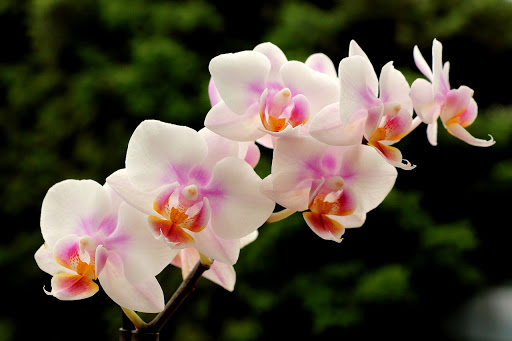 hermoso ramo de orquideas hermoso ramo de orquideas