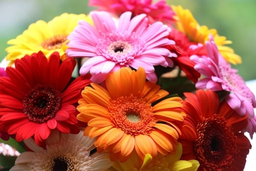 hermoso ramo de gerberas hermoso ramo de gerberas