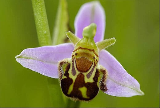 orquidea abeja orquidea abeja