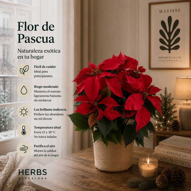 Planta de Navidad con cesta 1 Planta de navidad pascua