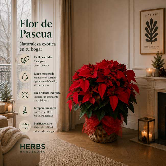 Planta de Navidad/ Planta de Pascua Extra con cesta 1 Planta de navidad planta de pascua