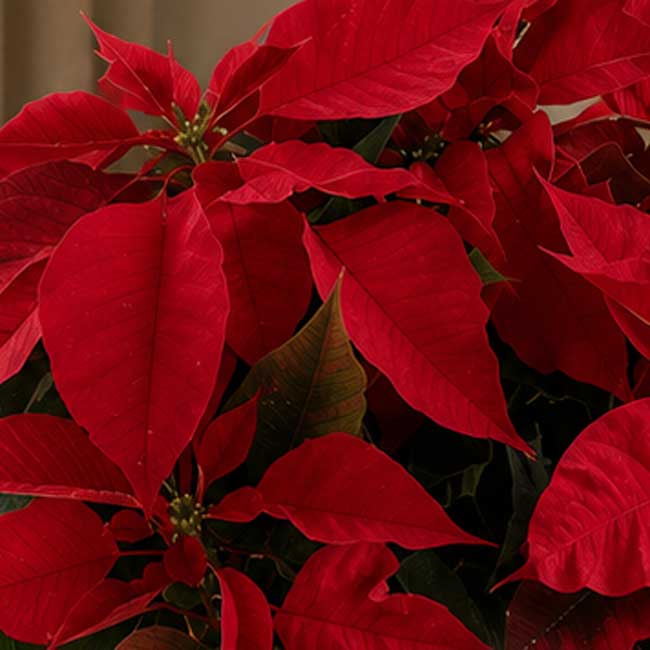 Planta de Navidad con cesta 2 comprar Planta de navidad pascua barcelona