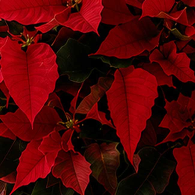 Planta de Navidad/ Planta de Pascua Extra con cesta 3 comprar Planta navidad pascua poinsettia