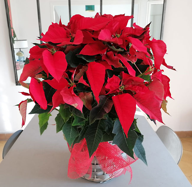 Planta de Navidad/ Planta de Pascua Extra con cesta 2 Planta de pascua navidad grande barcelona