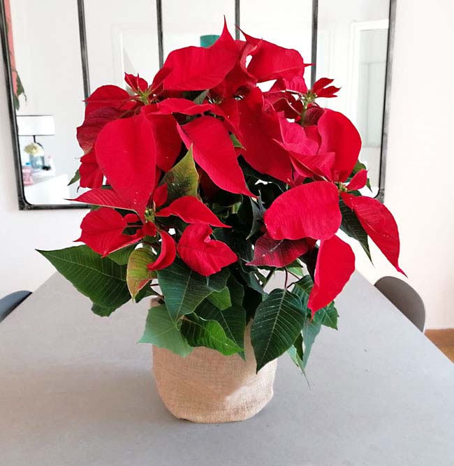 Planta de Navidad con cesta 3 poinsettia en barcelona